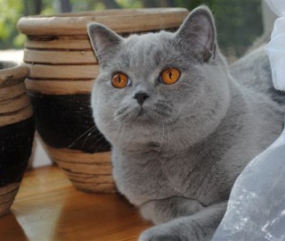 CH Zack Zuzu de la Horsky park*SK