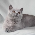 Fiona