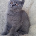 Feliks
