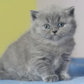 Paloma