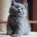 Jascha