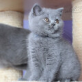 Ofelia