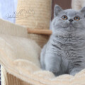 Tifanny