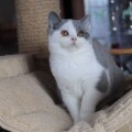 Nela