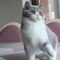 Niko