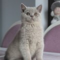 Olek