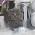 Maksio