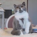 Paolo