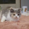 NELA